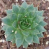 'Sunset' Hens & Chicks -Garden Plants Store Sempervivum Sunset 1 P