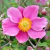 'September Charm' Japanese Anemone 1 'September Charm' Japanese Anemone -Garden Plants Store September Charm Japanese Anemone