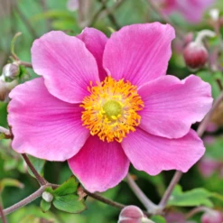 'September Charm' Japanese Anemone