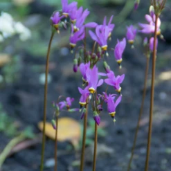 Shooting Star (Dodecatheon) -Garden Plants Store Shooting Star Dodecatheon 2