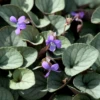 'Silver Gem' Violet (Viola) -Garden Plants Store Silver Gem Violet Viola