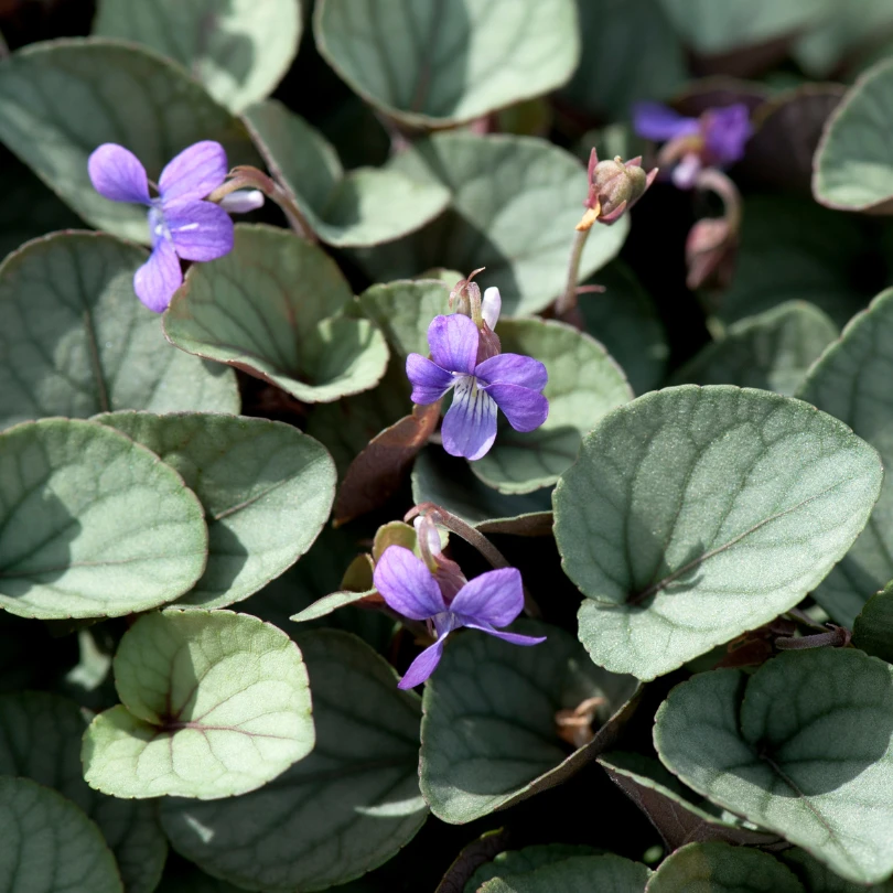 'Silver Gem' Violet (Viola) 3 'Silver Gem' Violet (Viola)