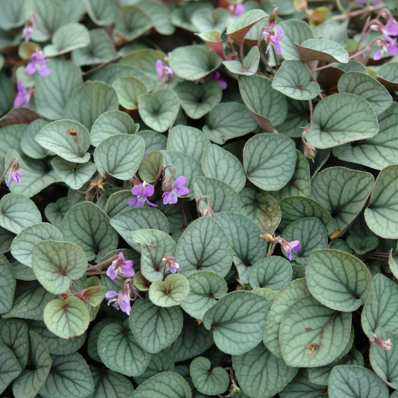 'Silver Gem' Violet (Viola) 4 'Silver Gem' Violet (Viola) - Image 2