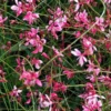 'Siskyou Pink' Beeblossom (Gaura)