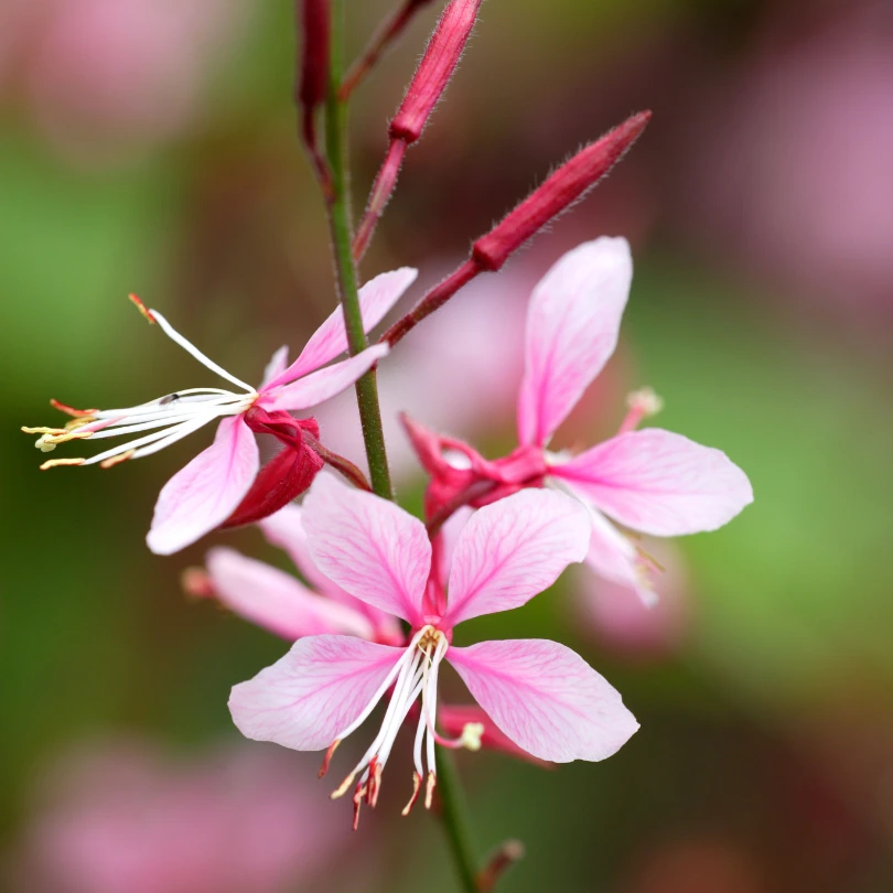 'Siskyou Pink' Beeblossom (Gaura) 4 'Siskyou Pink' Beeblossom (Gaura) - Image 2