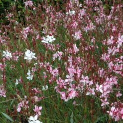 'Siskyou Pink' Beeblossom (Gaura) 8 'Siskyou Pink' Beeblossom (Gaura) -Garden Plants Store Siskyou Pink Beeblossom Gaura 2