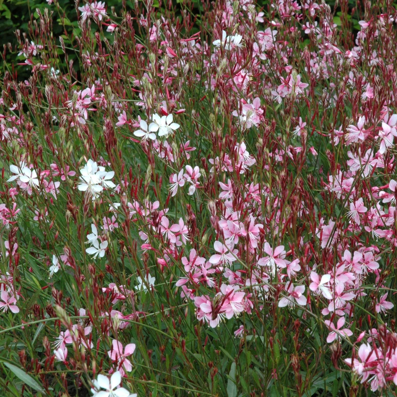 'Siskyou Pink' Beeblossom (Gaura) 5 'Siskyou Pink' Beeblossom (Gaura) - Image 3