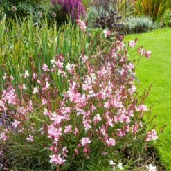 'Siskyou Pink' Beeblossom (Gaura) 9 'Siskyou Pink' Beeblossom (Gaura) -Garden Plants Store Siskyou Pink Beeblossom Gaura 4