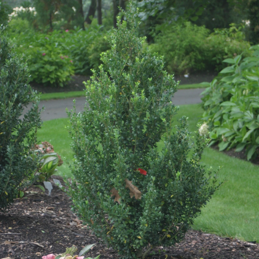 Sky Box® Japanese Holly 3 Sky Box® Japanese Holly