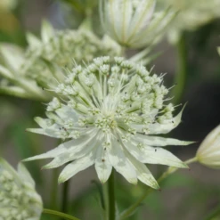 'Sparkling Stars White' Masterwort (Astrantia) 7 'Sparkling Stars White' Masterwort (Astrantia) -Garden Plants Store Sparkling Stars White Masterwort Astrantia