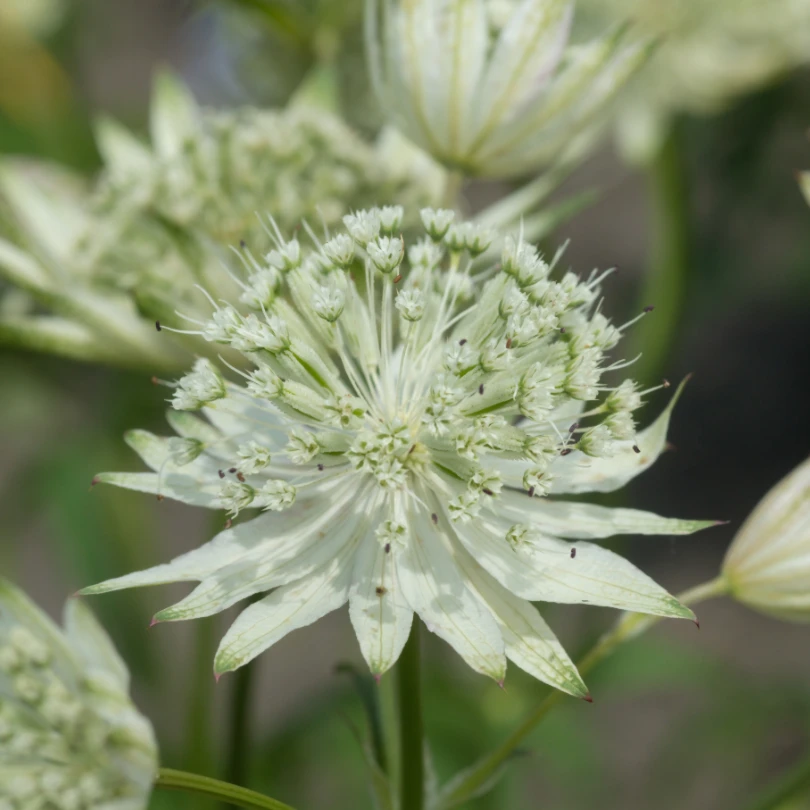 'Sparkling Stars White' Masterwort (Astrantia) 4 'Sparkling Stars White' Masterwort (Astrantia) - Image 2