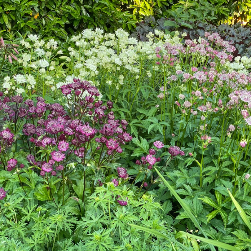 'Sparkling Stars White' Masterwort (Astrantia) 5 'Sparkling Stars White' Masterwort (Astrantia) - Image 3