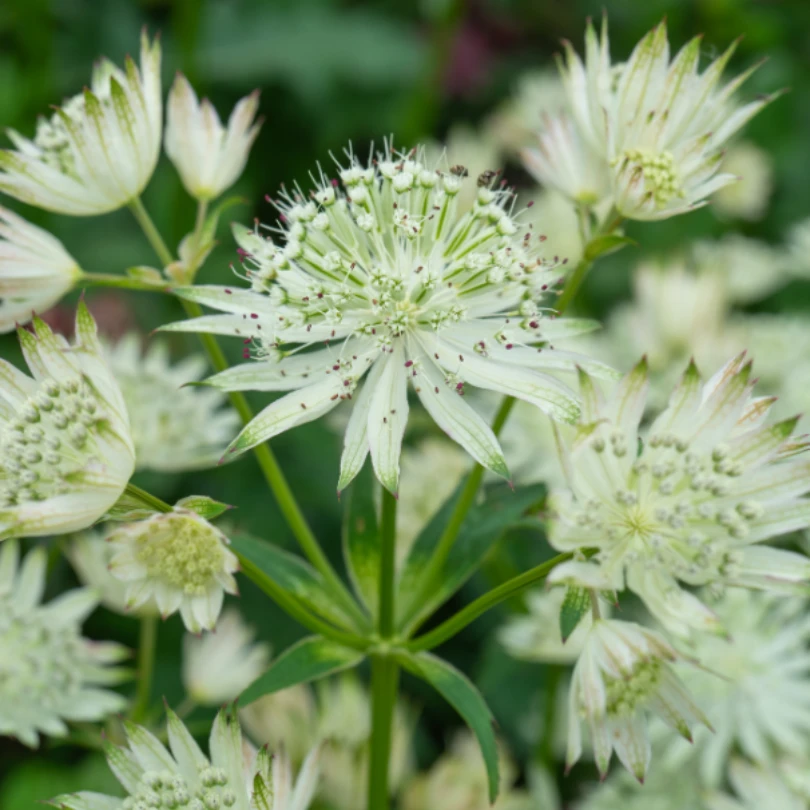 'Sparkling Stars White' Masterwort (Astrantia) 3 'Sparkling Stars White' Masterwort (Astrantia)