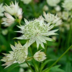'Sparkling Stars White' Masterwort (Astrantia) 9 'Sparkling Stars White' Masterwort (Astrantia) -Garden Plants Store Sparkling Stars White Masterwort Astrantia 3