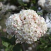 Spice Cowboy™ Koreanspice Viburnum -Garden Plants Store Spice Cowboy Koreanspice viburnum