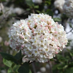 Spice Cowboy™ Koreanspice Viburnum