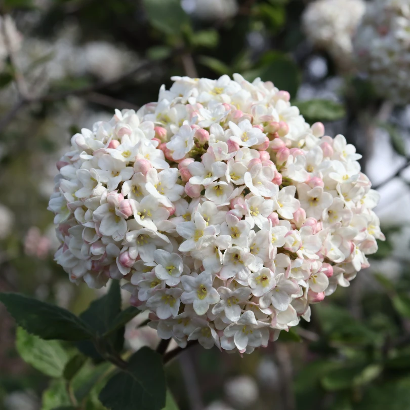 Spice Cowboy™ Koreanspice Viburnum 3 Spice Cowboy™ Koreanspice Viburnum