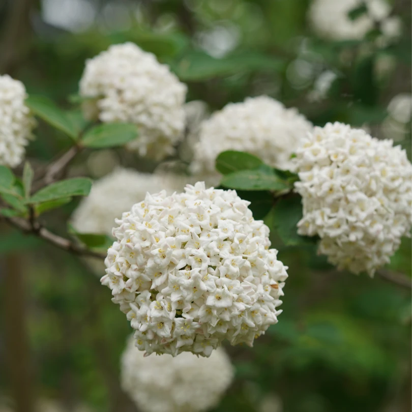 Spice Cowboy™ Koreanspice Viburnum 5 Spice Cowboy™ Koreanspice Viburnum - Image 3