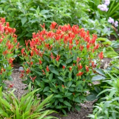 'Orange Slices' Spigelia 8 'Orange Slices' Spigelia -Garden Plants Store Spigelia marilandica Orange Slices