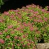 Double Play® Gold Spirea -Garden Plants Store Spiraea Double Play Gold 1 P sw