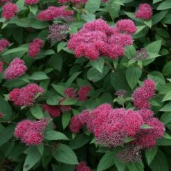 Double Play® Red Spirea 11 Double Play® Red Spirea -Garden Plants Store Spiraea Double Play Red 3 P sw