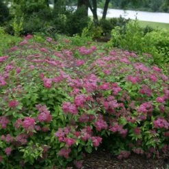 Double Play® Red Spirea 12 Double Play® Red Spirea -Garden Plants Store Spiraea Double Play Red 4 P sw