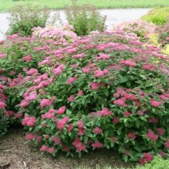 Double Play® Red Spirea 13 Double Play® Red Spirea -Garden Plants Store Spiraea Double Play Red 5 P sw