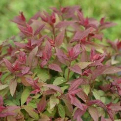 Double Play® Red Spirea 14 Double Play® Red Spirea -Garden Plants Store Spiraea Double Play Red 6 P sw