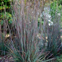 'Standing Ovation' Little Bluestem (Schizachyrium)