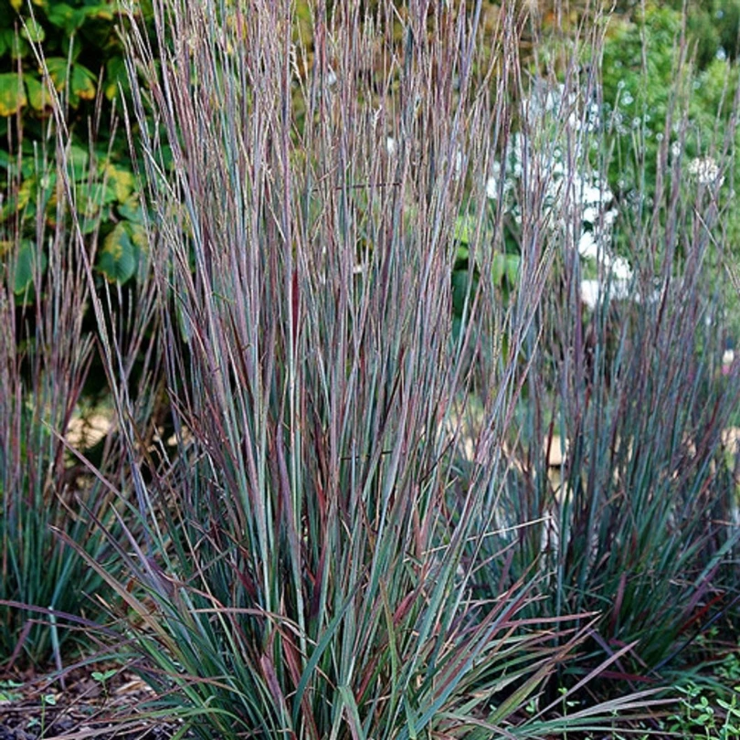 'Standing Ovation' Little Bluestem (Schizachyrium) 3 'Standing Ovation' Little Bluestem (Schizachyrium)