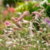 'Strawberry Frost' Great Burnet (Sanguisorba) -Garden Plants Store Strawberry Frost Great Burnet Sanguisorba