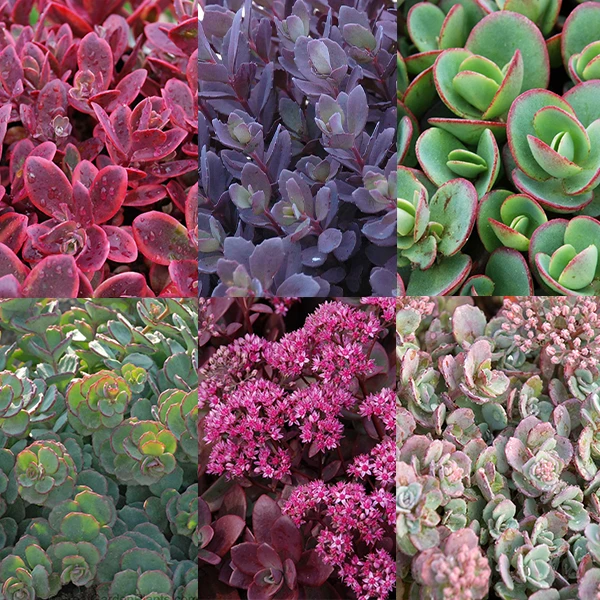 Succulent Ground Cover Collection 3 Succulent Ground Cover Collection