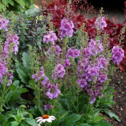 'Sugar Plum' Mullein (Verbascum) -Garden Plants Store SugarPlum Mullein Verbascum