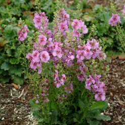 'Sugar Plum' Mullein (Verbascum) -Garden Plants Store SugarPlum Mullein Verbascum 1