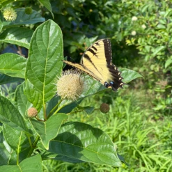 Sugar Shack® Buttonbush 10 Sugar Shack® Buttonbush -Garden Plants Store SugarShackFlowers3