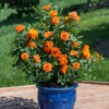 Sunblaze® Amber Rose 1 Sunblaze® Amber Rose -Garden Plants Store Sunblaze AmberRose