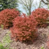 Sunjoy Fast Neo™ Barberry (Berberis) -Garden Plants Store SunjoyFastNeo Barberry Berberis 1