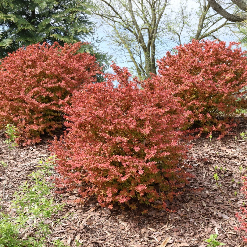 Sunjoy Fast Neo™ Barberry (Berberis) 3 Sunjoy Fast Neo™ Barberry (Berberis)