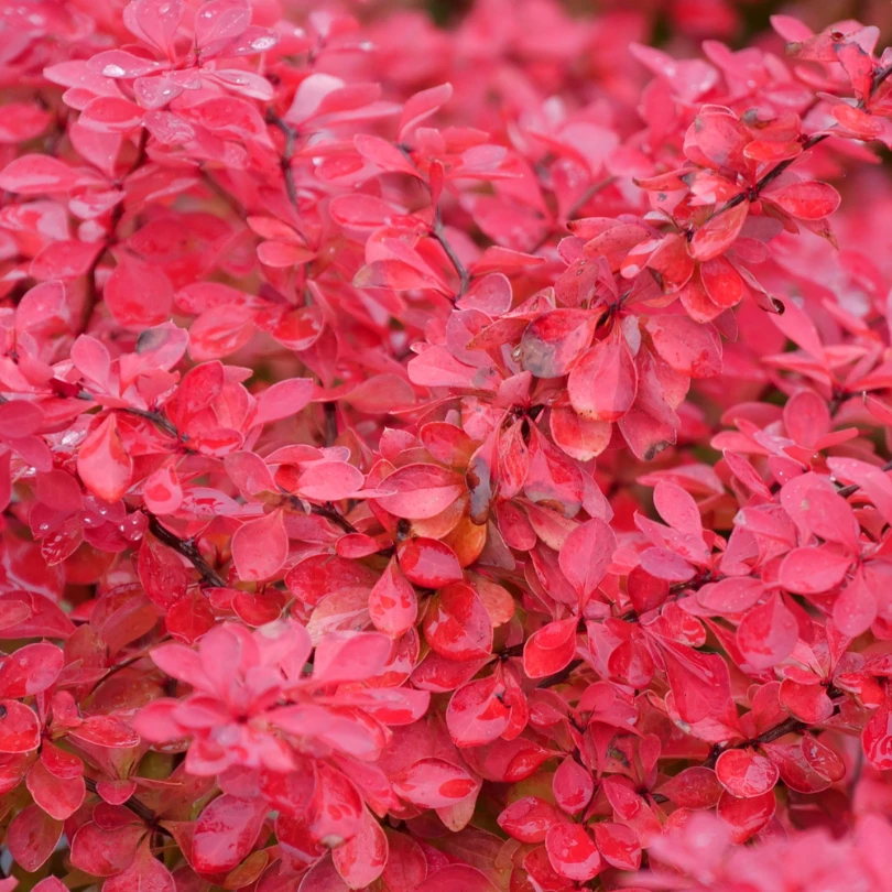 Sunjoy Fast Neo™ Barberry (Berberis) 4 Sunjoy Fast Neo™ Barberry (Berberis) - Image 2