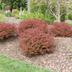 Sunjoy Really Red™ Barberry (Berberis) 10 Sunjoy Really Red™ Barberry (Berberis) -Garden Plants Store SunjoyReallyRed Barberry Berberis