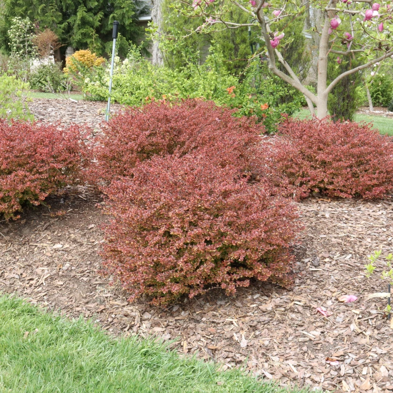 Sunjoy Really Red™ Barberry (Berberis) 5 Sunjoy Really Red™ Barberry (Berberis) - Image 3