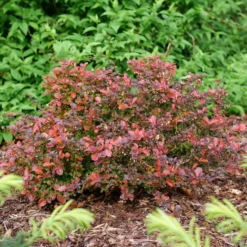 Sunjoy Really Red™ Barberry (Berberis) 12 Sunjoy Really Red™ Barberry (Berberis) -Garden Plants Store SunjoyReallyRed Barberry Berberis 1