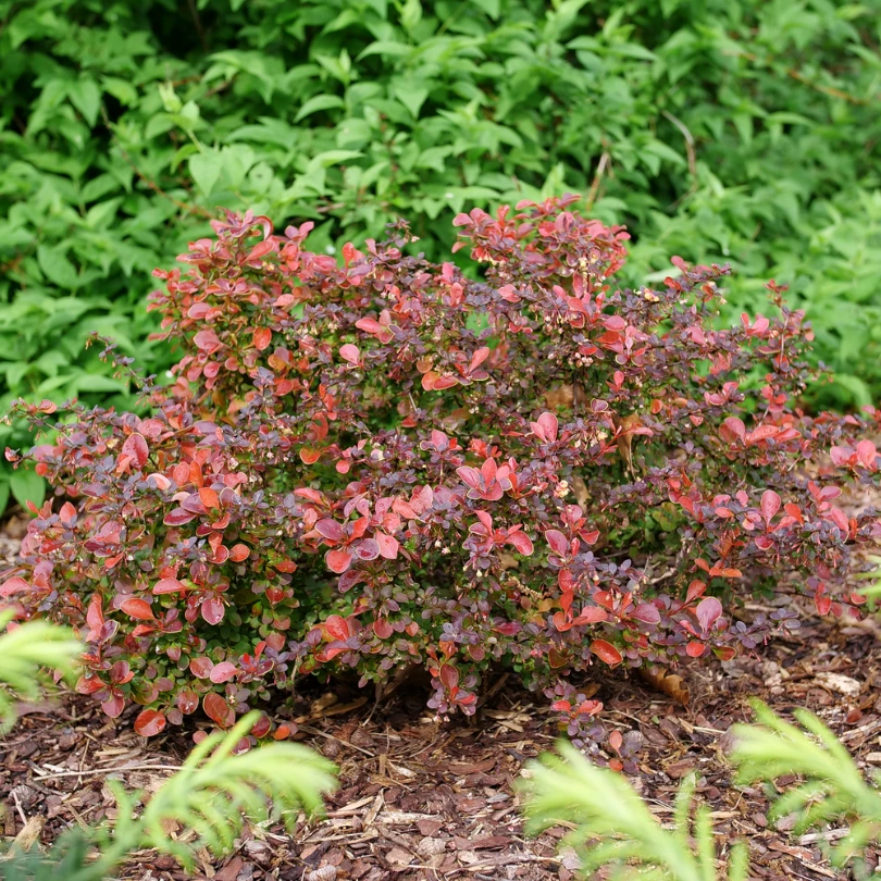 Sunjoy Really Red™ Barberry (Berberis) 7 Sunjoy Really Red™ Barberry (Berberis) - Image 5
