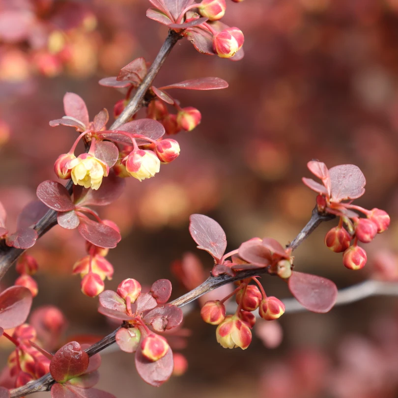 Sunjoy Really Red™ Barberry (Berberis) 6 Sunjoy Really Red™ Barberry (Berberis) - Image 4