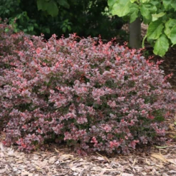 Sunjoy Really Red™ Barberry (Berberis)
