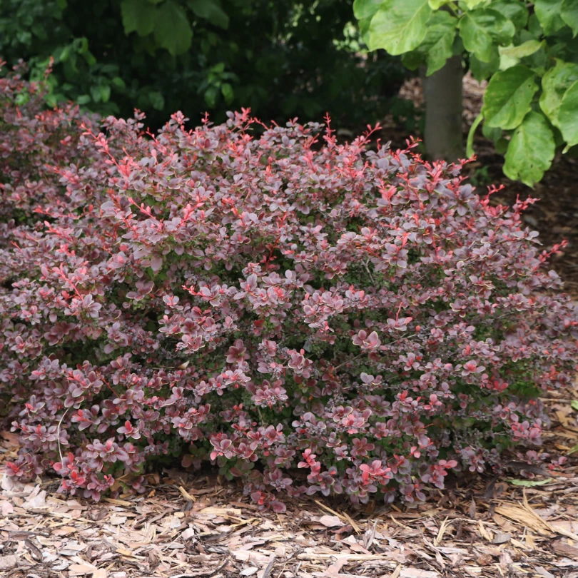 Sunjoy Really Red™ Barberry (Berberis) 3 Sunjoy Really Red™ Barberry (Berberis)
