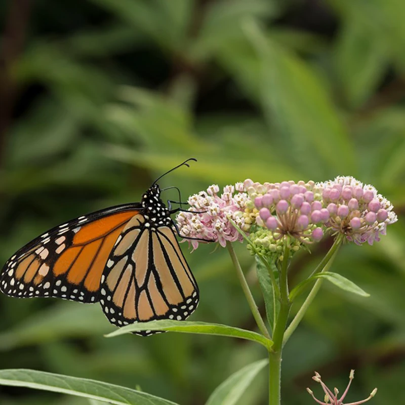 'Cinderella' Swamp Milkweed 3 'Cinderella' Swamp Milkweed