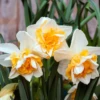 'Sweet Desire' Double Flowering Daffodil (Narcissus) 1 'Sweet Desire' Double Flowering Daffodil (Narcissus) -Garden Plants Store SweetDesireDaffodil