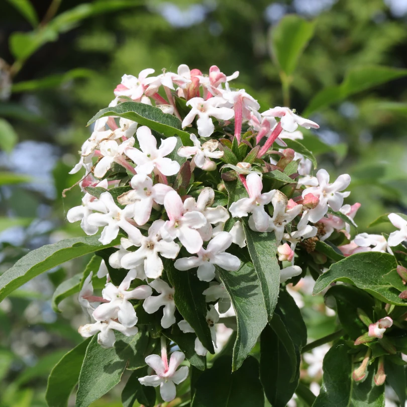 Sweet Emotion Blaze™ Abelia 4 Sweet Emotion Blaze™ Abelia - Image 2