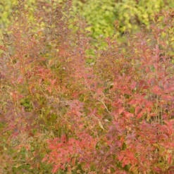 Sweet Emotion Blaze™ Abelia 10 Sweet Emotion Blaze™ Abelia -Garden Plants Store SweetEmotionBlaze Abelia 1